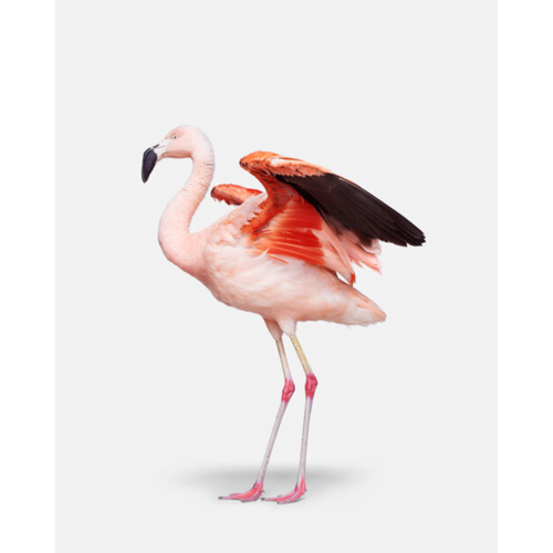 Flamingo No. 2 | 40x50