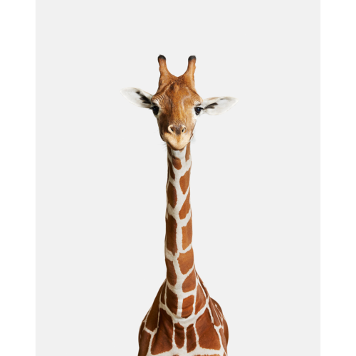 Giraffe No. 2 | 34 x 50