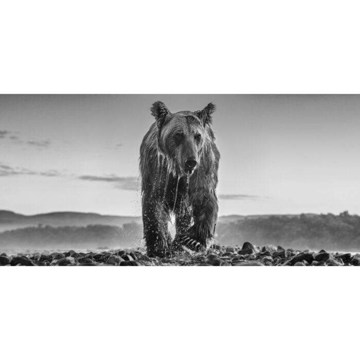 Bear Island | 52" x 92"