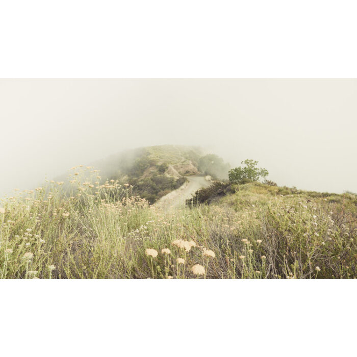 Morning Glory - Pacific Palisades, 2018 | 22.5” x 40”