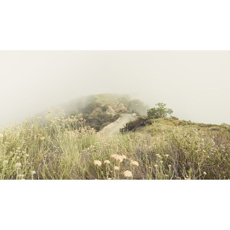 Morning Glory - Pacific Palisades, 2018 | 22.5” x 40”