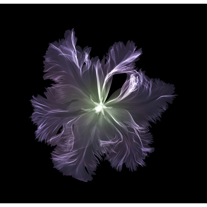 Parrot Tulip (above) | 23" x 23"