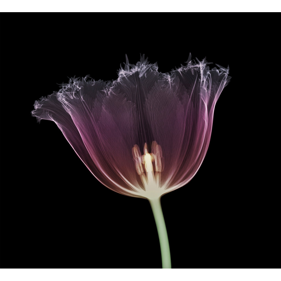 Serrated Tulip | 23" x 23"
