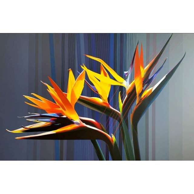 Strelitzias … the Electric Essence | 39.35" x 59"