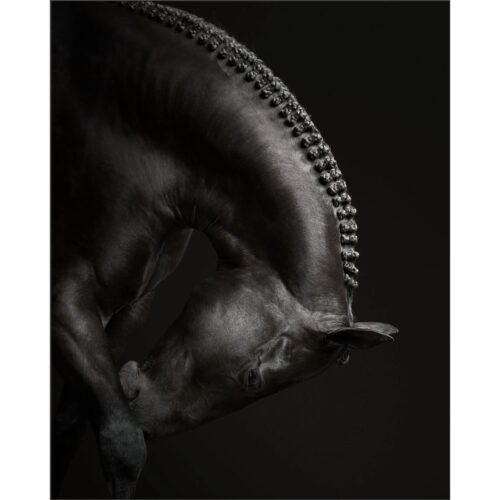 Black Betty Horse No. 1 | 50" x 40"