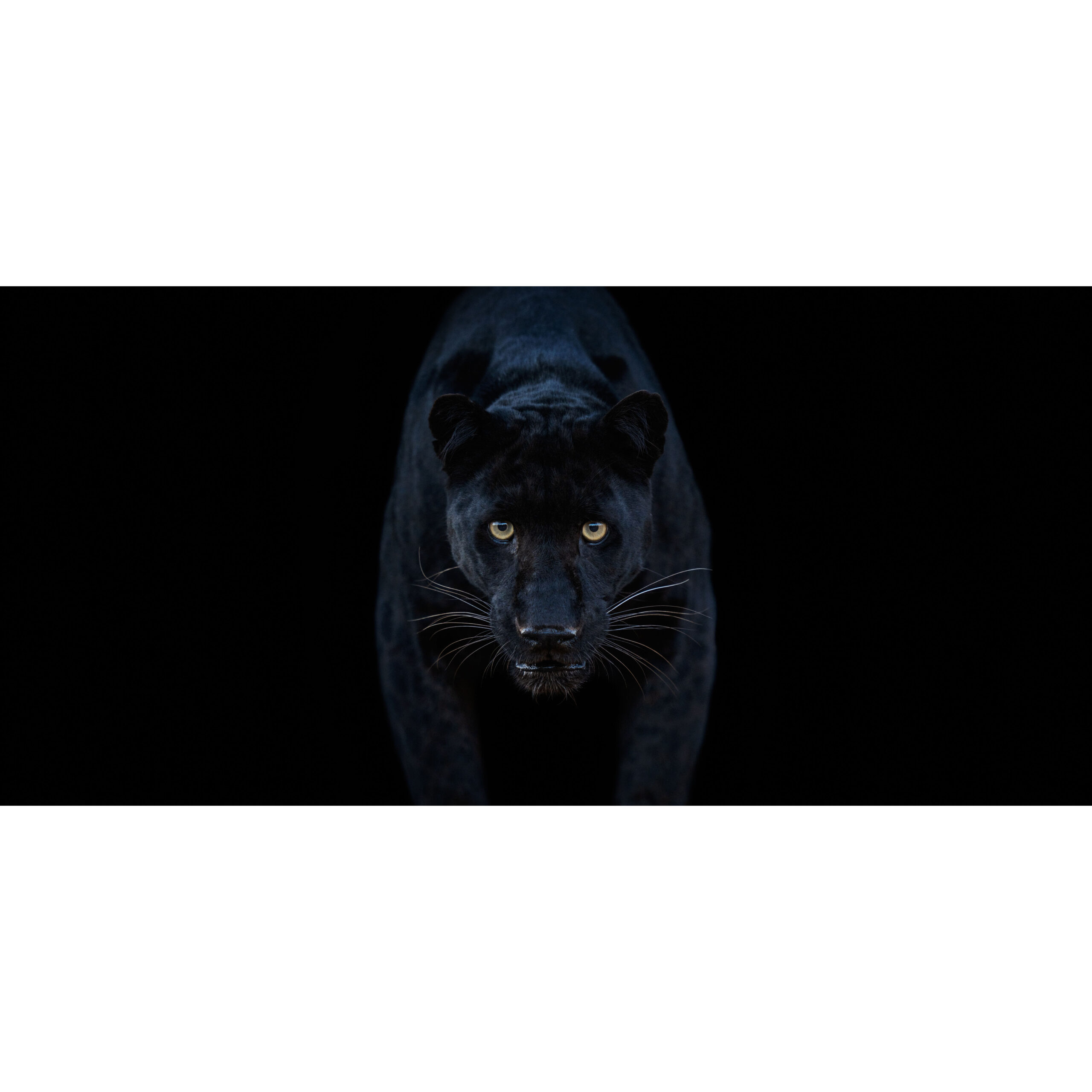 Black Magic (Colour) | 25.5" x 42.25" Framed