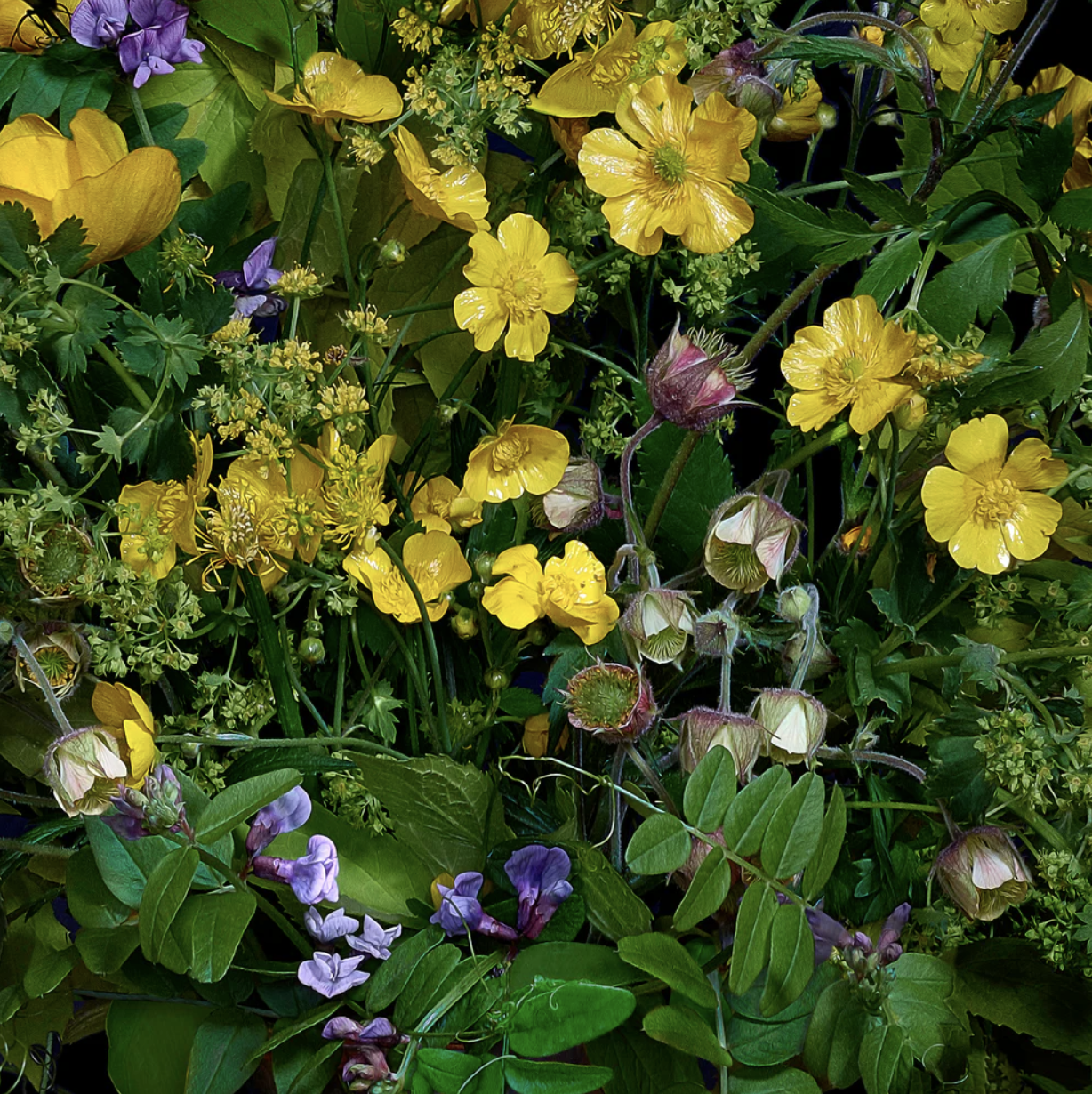 Buttercups & Other Wildflowers