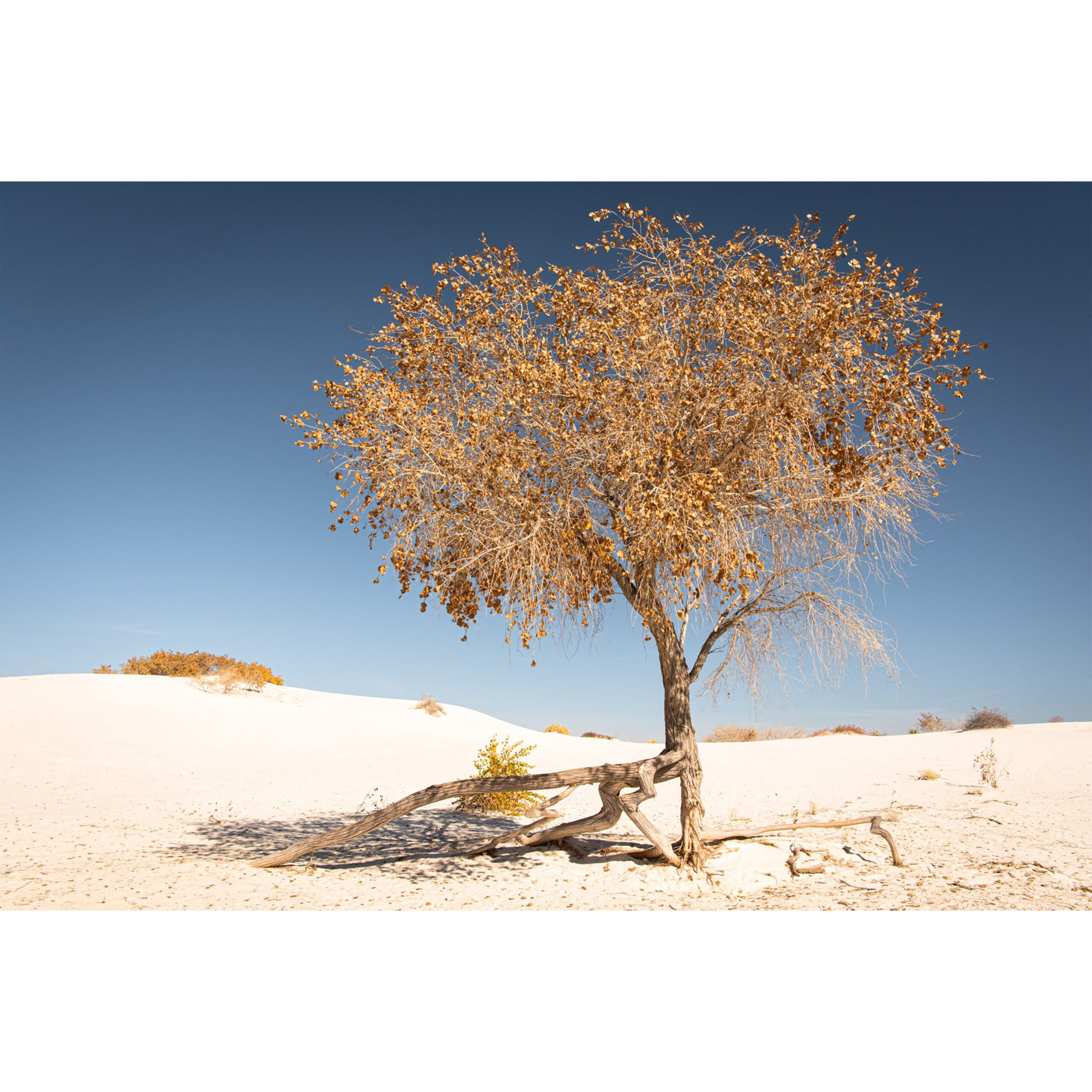 Golden Tree | 30" x 45"