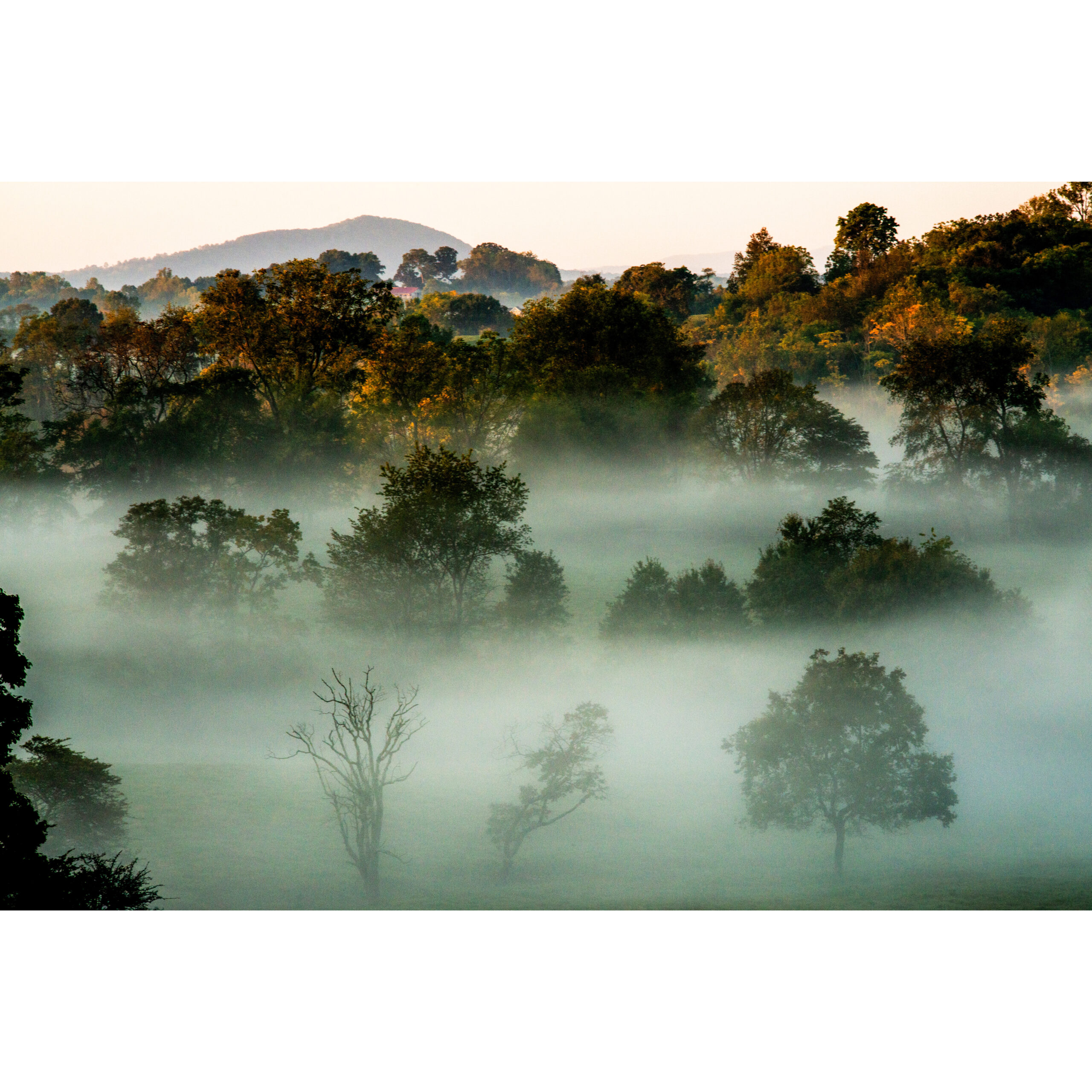 Virginia Mountain Fog