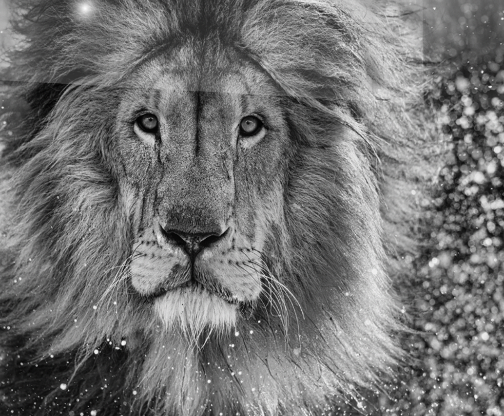 Storytelling by David Yarrow
